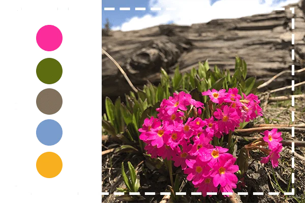 image color palette generator